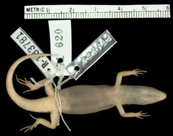Media type: image;   Herpetology R-183781 Aspect: ventral